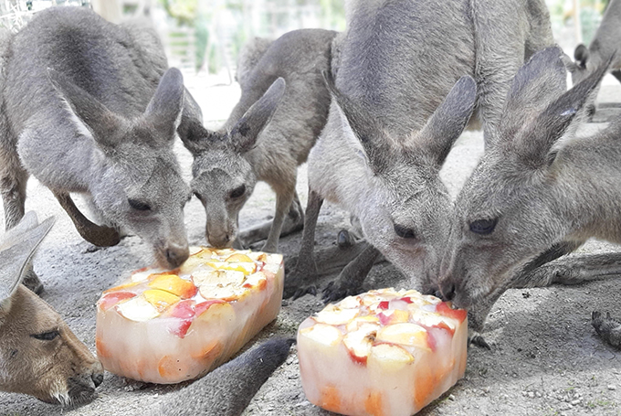 חוגגים שבועות בגן גורו, גן החיות האוסטרלי בעמק המעיינות